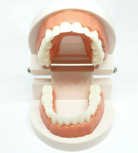 Adult Standard Typodont Demonstration Teeth Model Teaching Equipment Educational