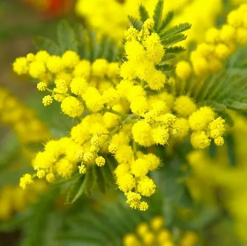 ☺10 graines de mimosa des 4 saisons / mimosa d été / acacia retinodes