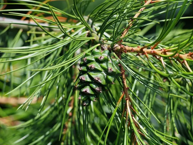 Lacebark Pine Tree Seeds - Pinus bungeana Seeds 🇬🇧 UK Stock