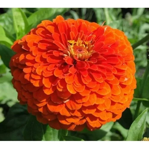 Zinnia Orange King Very Showy Giant Flowers Stunning Color Combined Shipping