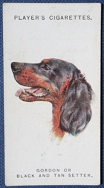 GORDON SETTER  Vintage 1920's Dogs Head Portrait Card  WC02M