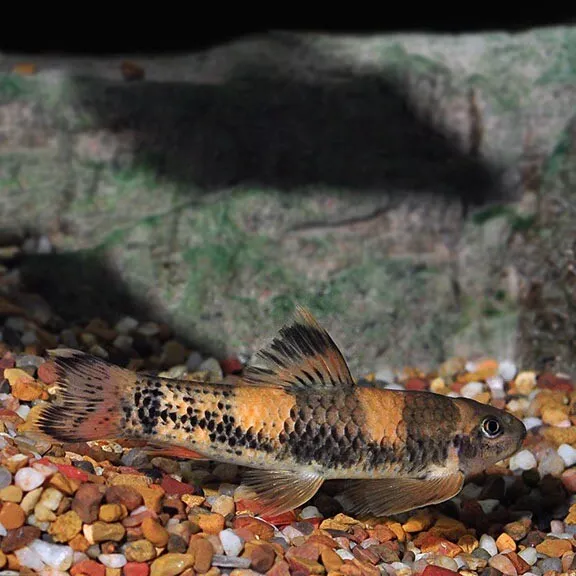 (3*) Panda Garra (Garra flavatra), Tank-Bred Algae Eater Bottom Feeder
