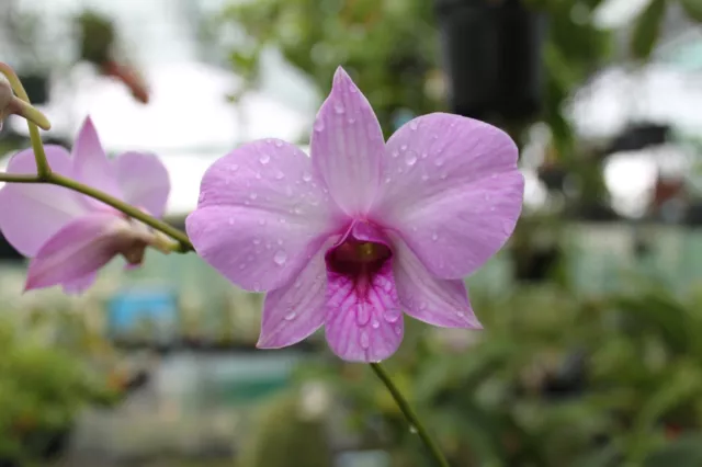 Orchid Plant -  Den. bigibbum var superbum  - Australian species - REAL STUNNER!