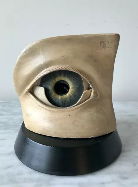 Model Eye, French, wood, plaster and glass, Good Condition, Circa 1900