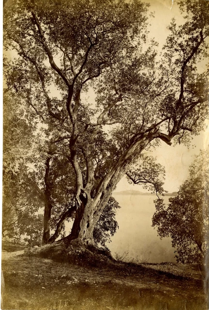 Tirage Albuminé Japon – Mont Fuji (vue Ouest) Par Stillfried, Vers 1870