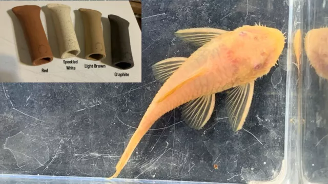 MALE Albino Bristlenose Pleco +Cave/Hide (Bushynose Ancistrus) 2-3”