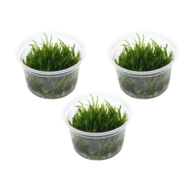 Aquarium Pflanze In Vitro 3x Moos Vesicularia ferriei 'Weeping' Christmas 003B T