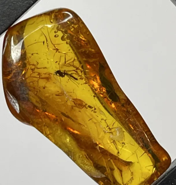 Amber Stone with FLY Insect.FLY Trapped in Amber Stone.Insect in Amber Stone.