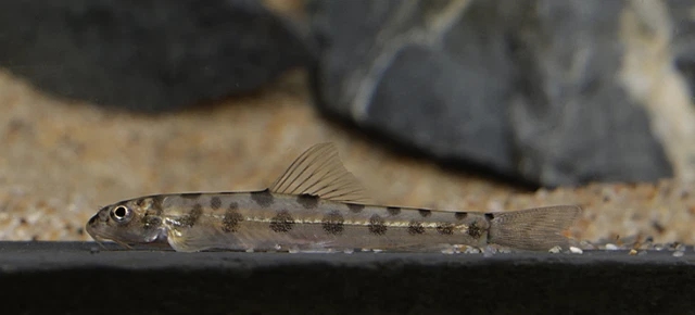 Pack of 3 Live Juvenile Wild Polka Dot Loach Freshwater Fish (Ships from AZ)