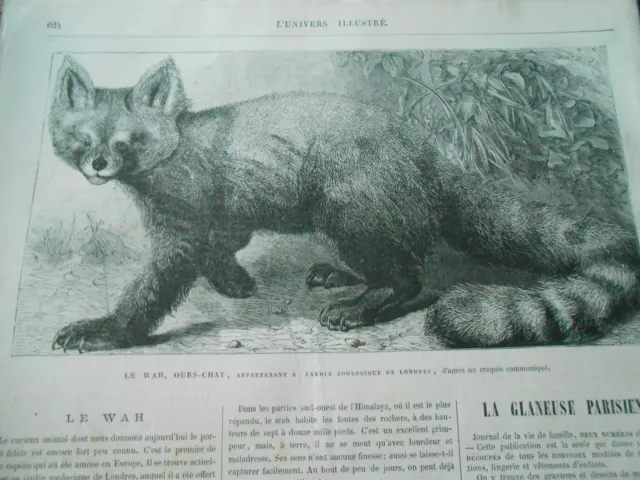 1869 Engraving - The Wah Cat Bear at London Zoo