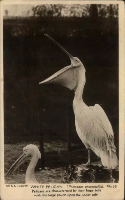 Vintage Postcard  Animal Card Bird Birds Real Photo White Pelican W&K