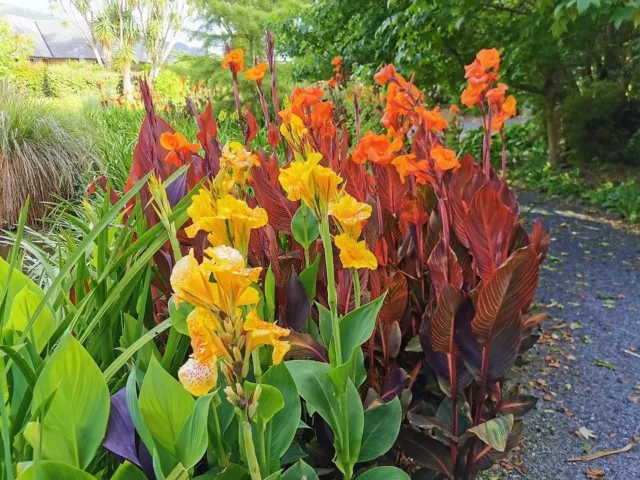 Canna New Hybrids Mixed, x5 seeds, Height: 85cm to 1m