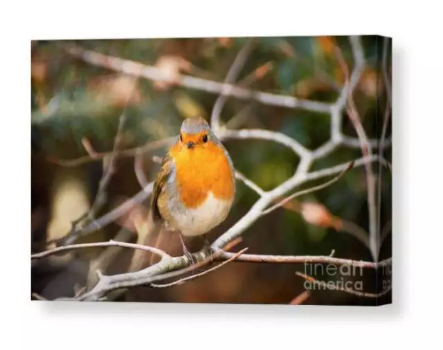 Robin Red Breast Print, Animal art for Sale - Home Decor Gifts 2