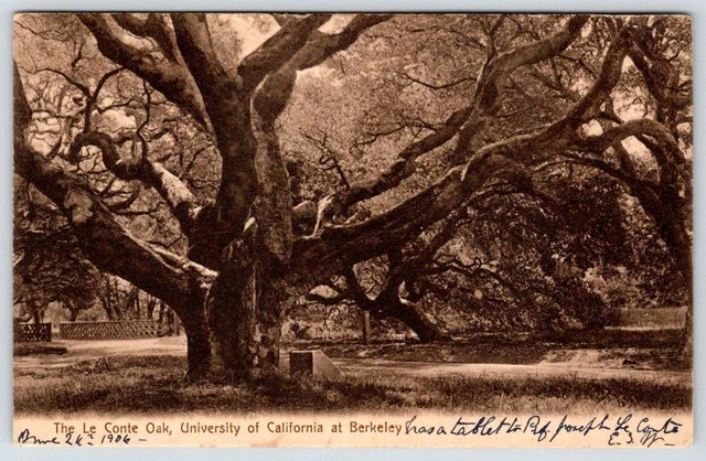 1906 UNIVERSITY OF CALIFORNIA CA AT BERKELEY Le CONTE OAK TREE ANTIQUE POSTCARD