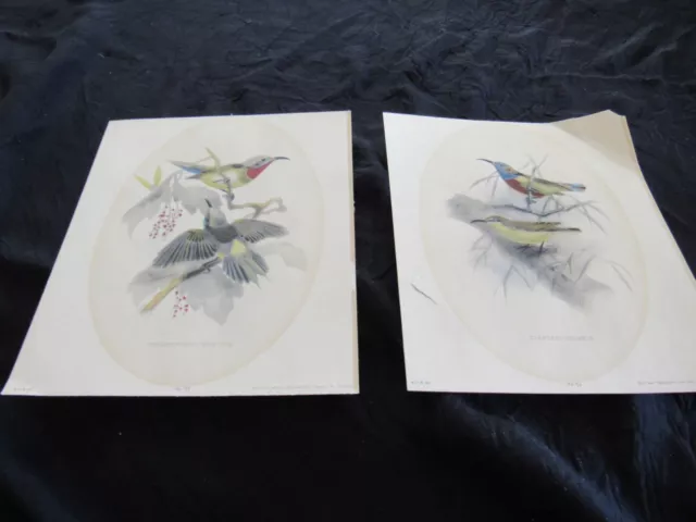 2 Vintage Bird Prints-John Gerrard Keulemans-Flamed Breasted Sunbird-1941-1940's