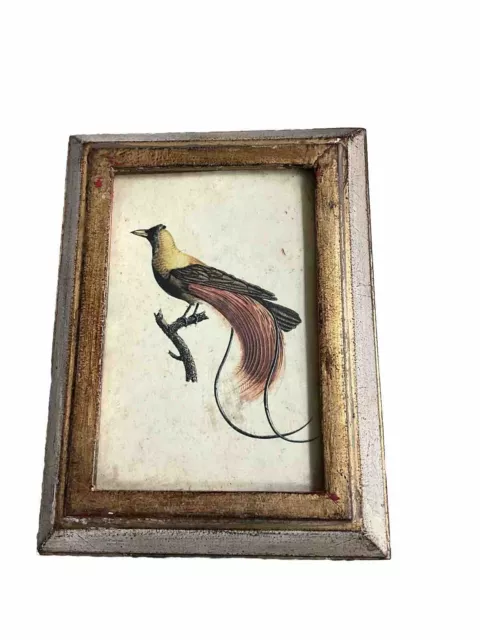 Rare Scarce 1802 Jean Baptiste Audebert Bird Art