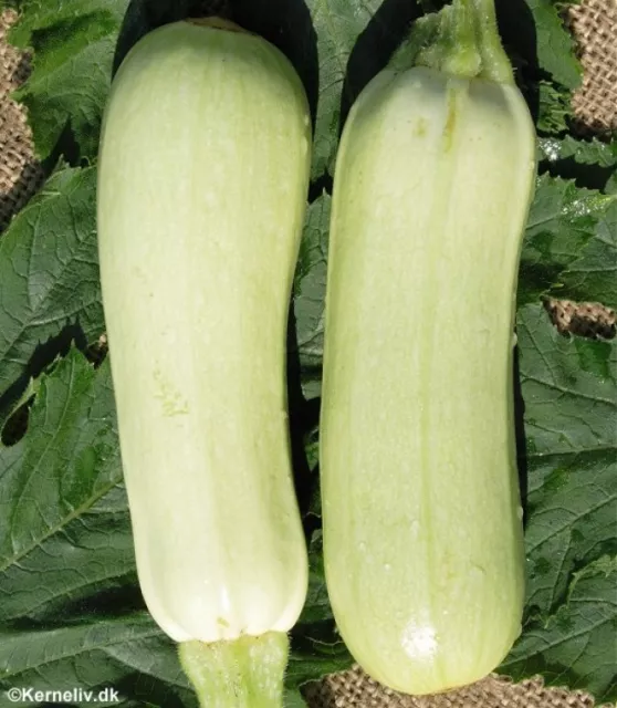 Courgette Bianca Di Trieste  25 Finest Seeds