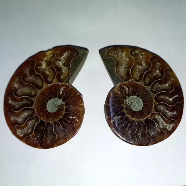 Cleoniceras Poliert Ammonit Madagaskar Ammoniten 4,5cm Fossil Spirale Nr.K23