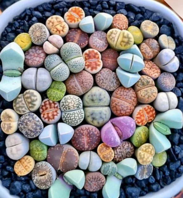 Mixed Succulent Plant Seeds, Living Stones Lithops Seeds. 100pcs/pack