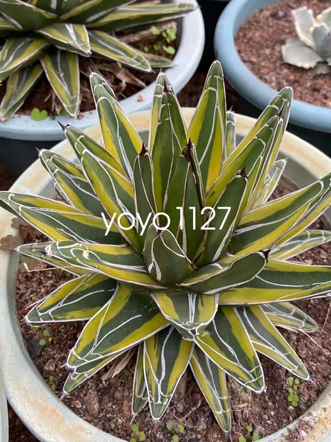 Agave victoria regianae ‘golden princess’ cluster – TiaJuanas Plants México Agave victoria regianae ‘golden princess’ cluster – TiaJuanas Plants México