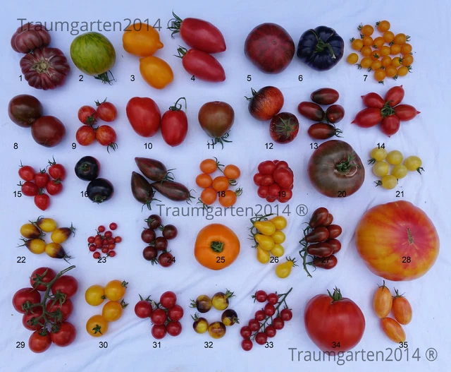 Set Semi Ortaggi Biologici - 16 Variet&agrave; Per Balconi E Letti Rialzati | Kit Coltivazione Urbana