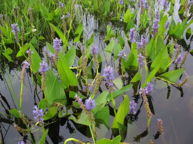 Pontederia cordata (Pickerel weed) - Marginal Pond Plants  - Pond Plants - Wa...