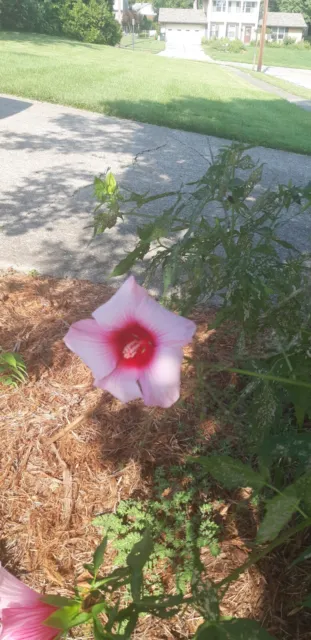 Hibiscus seeds Mix. Hardy RED ,WHITE & PINK 30+ SEEDS. FREE SHIPPING