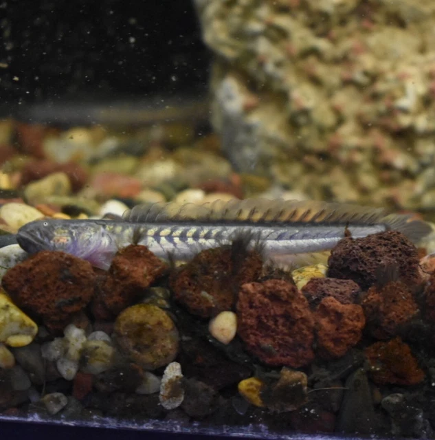 Live Dragon Goby (4" Tropical Freshwater Aquarium Fish) *PLS READ DESCR* 2