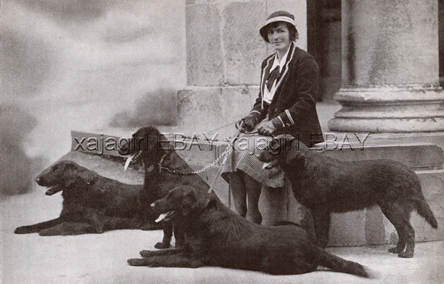 DOG Flat-Coated Retriever Champions, Atherbram Lines, Vintage Print 1930s