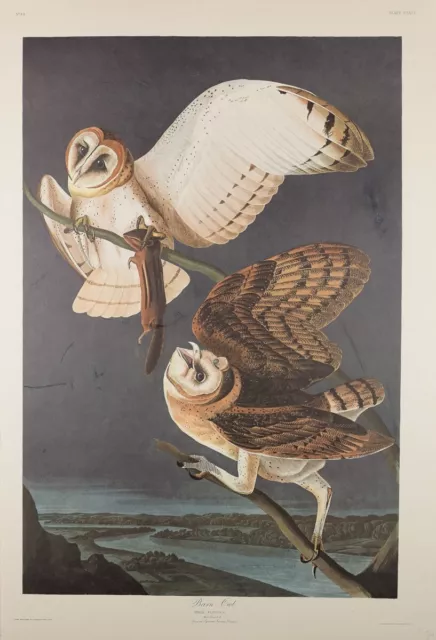 Audubon Birds of America Plate 171-Barn Owl Amsterdam Edition