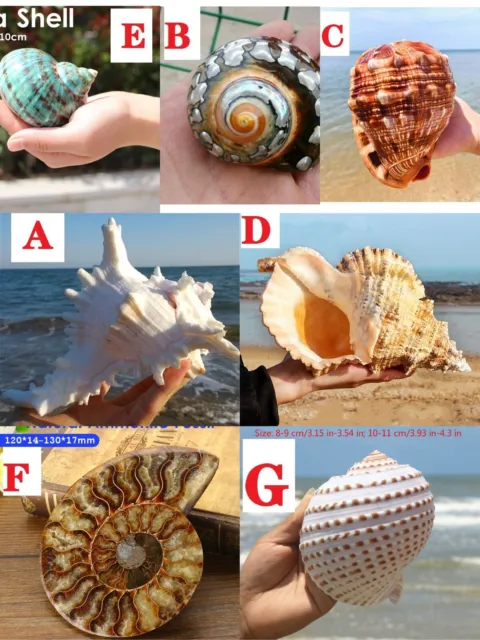 Natural Fasciolaria Trapezium large Top quality real shell sea snail Home Decor