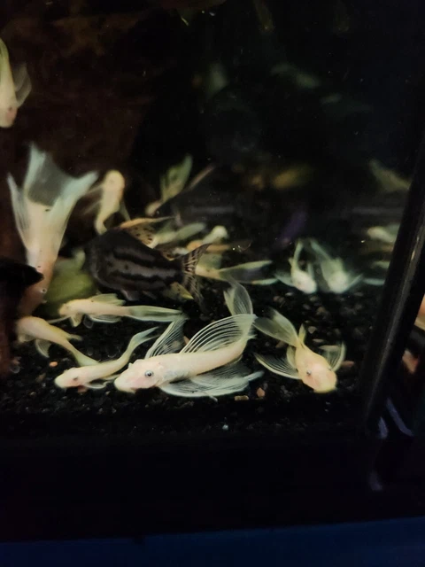 (3)L144-Blue Eye Lemon Longfin Bristlenose Pleco 1"+ 7