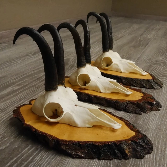 3 Pieza Gamuza Cornamentas En Baumscheibe Signos Hl 20,5cm-21,1cm