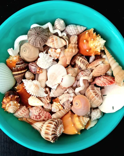 2 lbs. Mixed Florida Seashells Sea Shells Crafts Decorating Collectible Lot