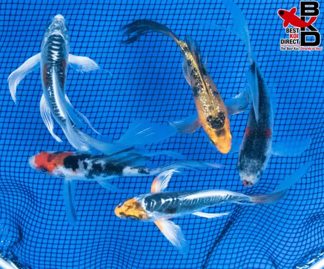 (5) 4-5"  ASSORTED BUTTERFLY FIN LOT Live Koi Fish Garden Pond Fin BKD OE