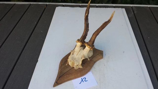 Trophée De Chevreuil Avec Crâne Naturel - Monté Sur écusson En Bois (made In France)
