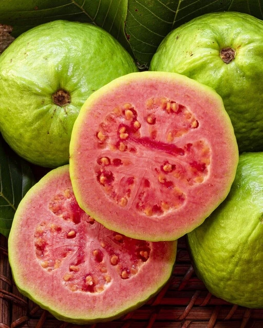 30 Lemon Guava Tree Fruit Seeds ‘Ruby Supreme’ Tropical Plant Free shipping.