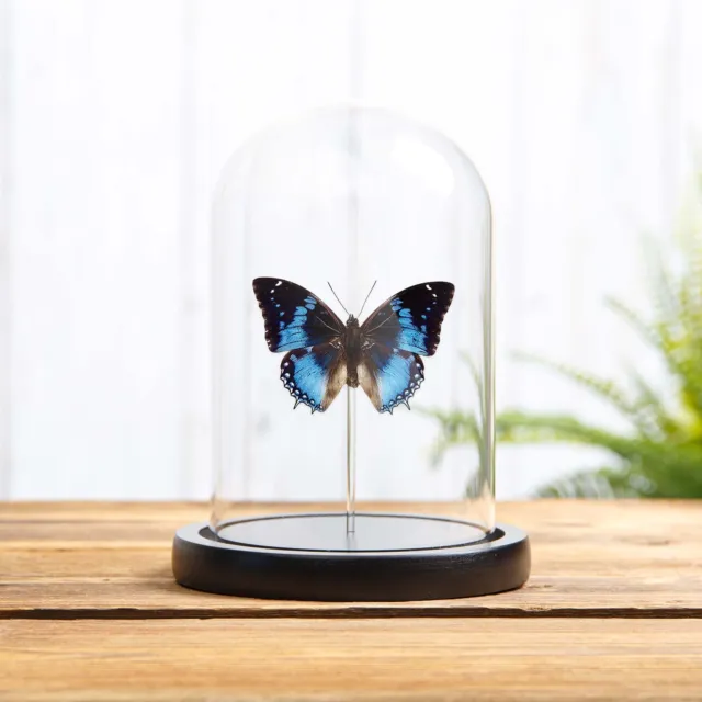 Western Blue Charaxes Taxidermy Butterfly in Glass Dome (Charaxes smaragdalis)