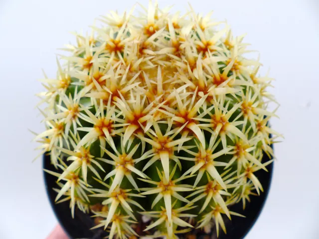 PLANT Echinocactus grusonii cultivar JAPAN 5cm !!! no astrophytum caralluma