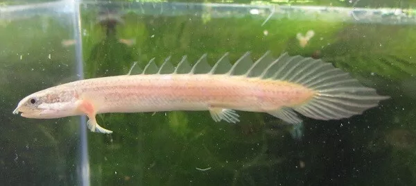 5" Dinosaur Senegalus Polypterus Live Freshwater Aquarium Fish