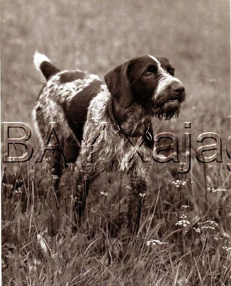 DOG German Wirehaired Pointer On Point Deutsch Drahthaar, Quality 1941 Print