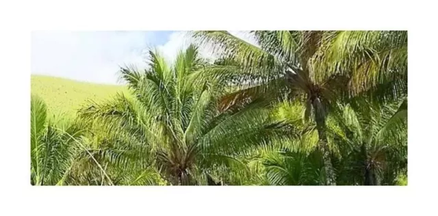 10x Beccariophoenix Alfredii Highland Coconut Palm Tree Garden Plant - Seed