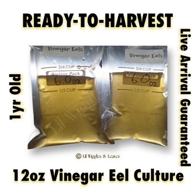12oz READY TO HARVEST Vinegar Eel Culture -1yr Old 🪱- Live Arrival Guaranteed