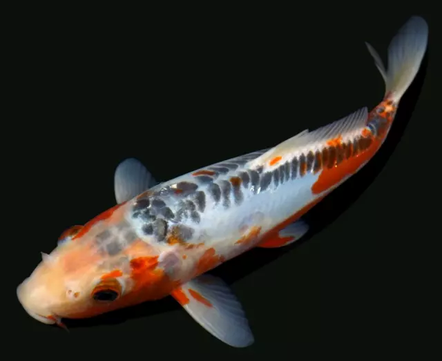 Live koi fish  10" Shusui Koibay