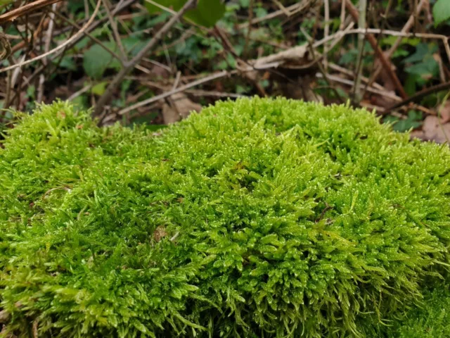 Live Vivarium SPHAGNUM MOSS- Amphibians- Vivarium Plant- 20x20cm Sheet