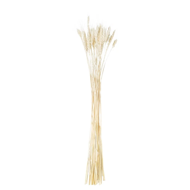 Hill Interiors  Planta Deshidratada Trigo  Pack de 20 (HI4172)