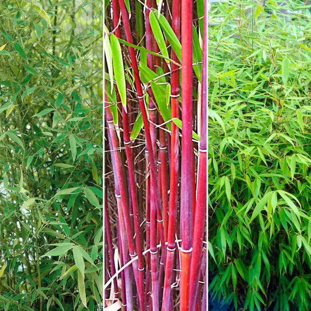 Fargesia Bamboo Hardy Outdoor Ornamental Flowering Evergreen Garden Pot Plants