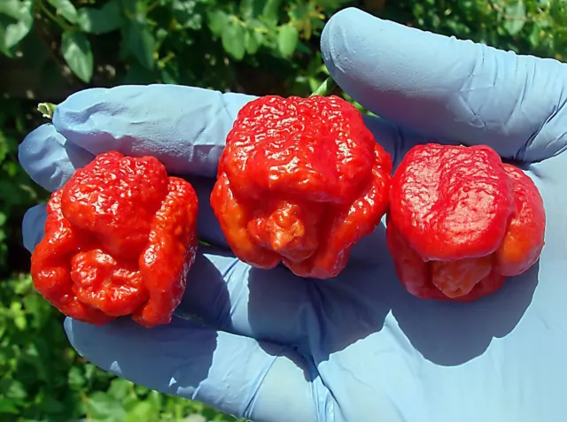 1 Pack 50 Seeds Trinidad Scorpion Pepper BUTCH Worlds Hottest Chilli S039