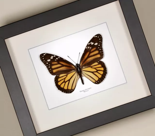 Monarch Butterfly ( Danaus plexippus ) real framed butterfly