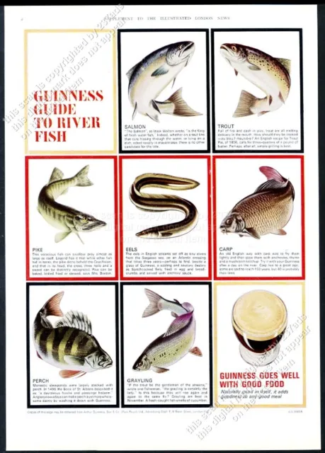 1964 Guinness Stout beer Guide to River Fish color art big UK vintage print ad